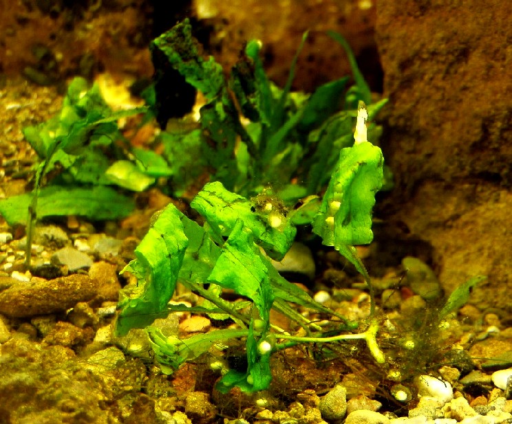 I Terracquari del Centro di Entomologia - Piombino (LI)